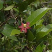 Uvaria zeylanica L.